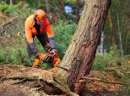 Best Tree Trimming and Pruning  in Bonneau Beach, SC